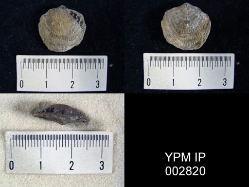 undet. Atrypida