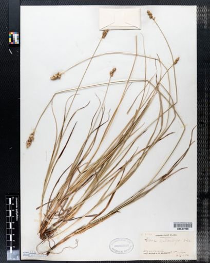 Carex muehlenbergii