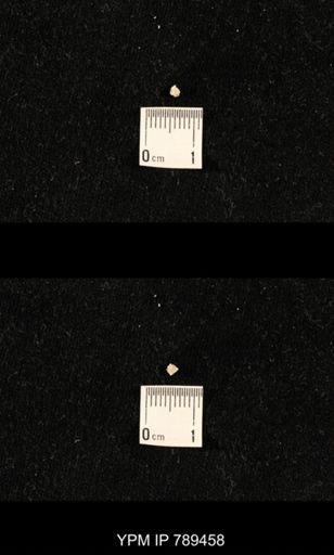 undet. Bryozoa