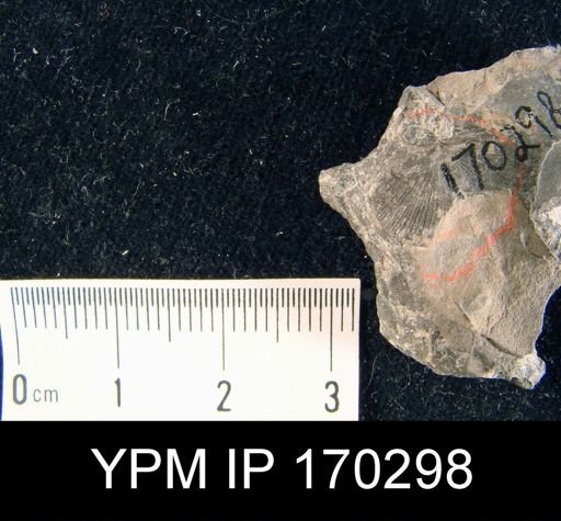 Aporthophyla aurora