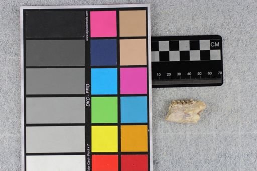 Leptomeryx speciosus