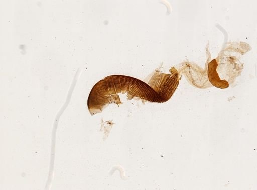Papillifera papillaris