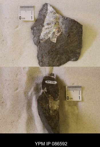 undet. Scaphitidae