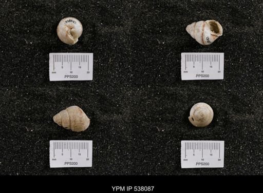 Campeloma nebrascensis
