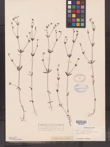 Galium tinctorium