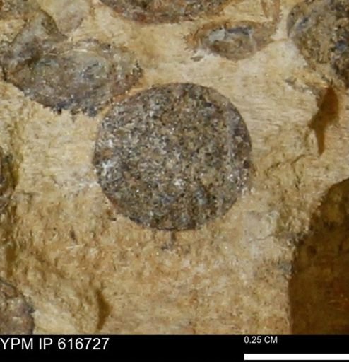 Teredo sp.