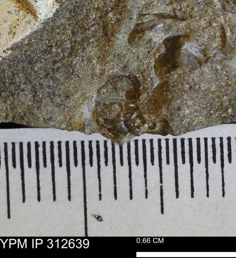 undet. Ammonoidea