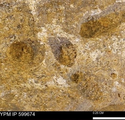Protocardia subquadrata