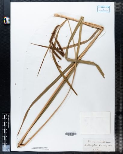 Carex crinita
