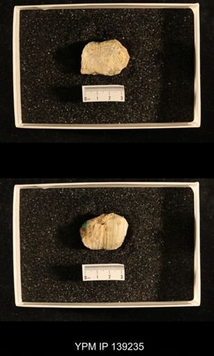 Dictyoclostus indicus