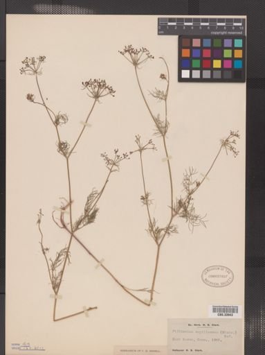 Ptilimnium capillaceum