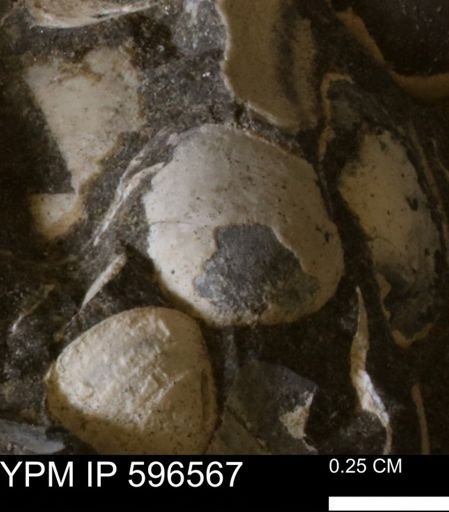 Limopsis striatopunctatus