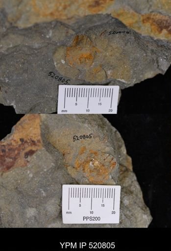 undet. Bivalvia