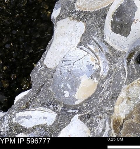 undet. Bivalvia