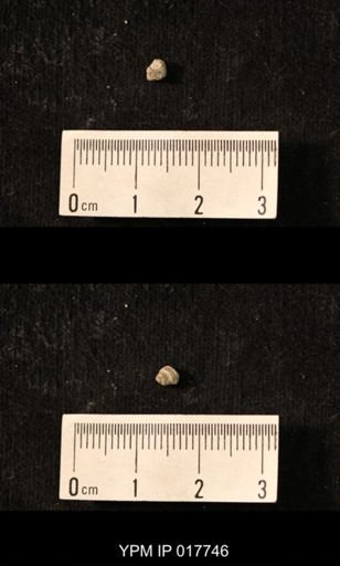 Worthenia triton