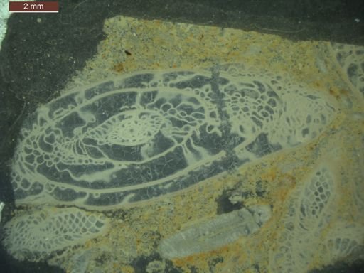 Pseudoschwagerina tumidosa