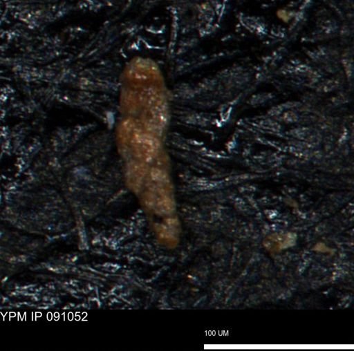 Verneuilinoides hectori