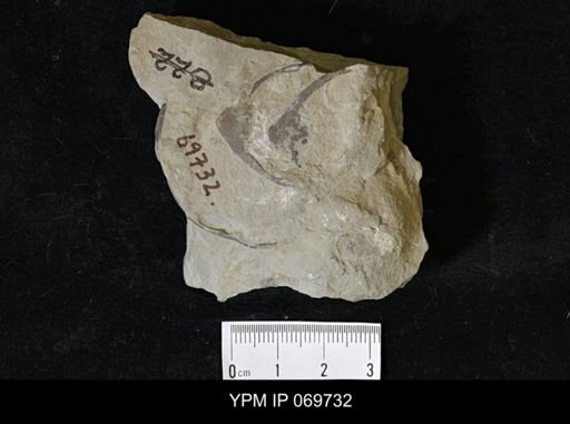 Ceraurus numitor
