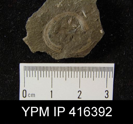 Orbiculoidea sp.