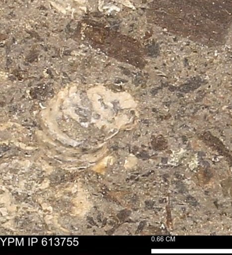 Scaphites sp.
