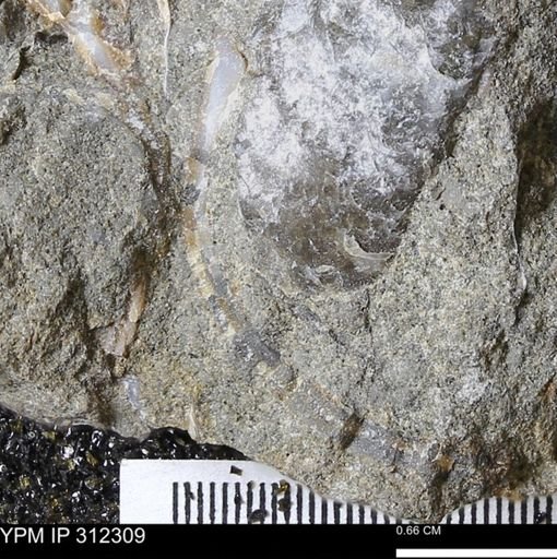 undet. Bivalvia