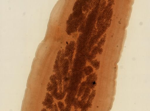 Taenia pisiformis
