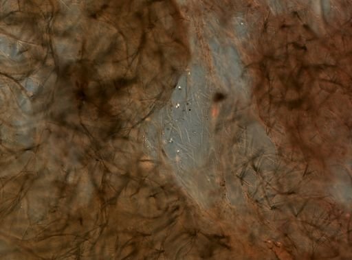 Halichondrida