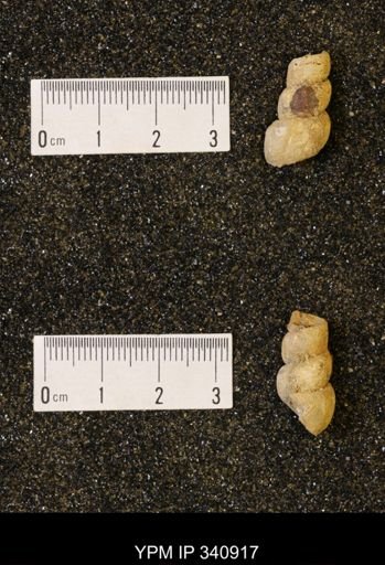 Pachymelania?