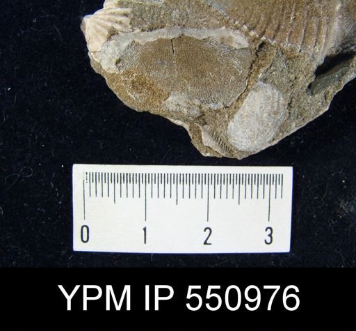 Chonetes melonicus