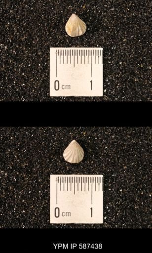Camarotoechia whitei