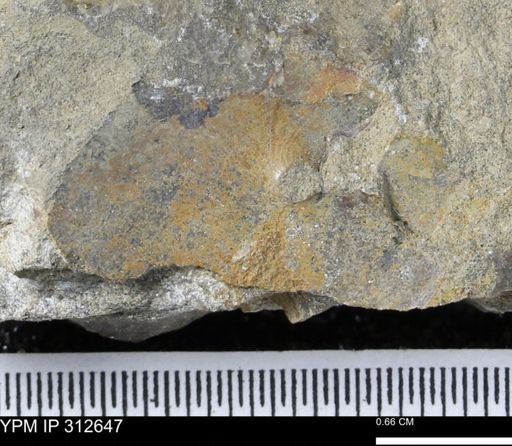 Sphenodiscidae?