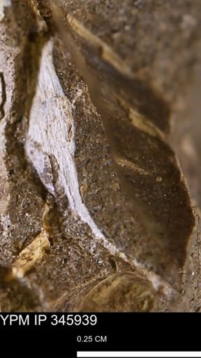 undet. Mollusca