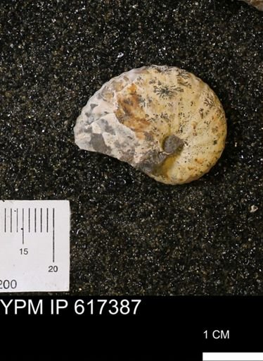 Discoscaphites sp.