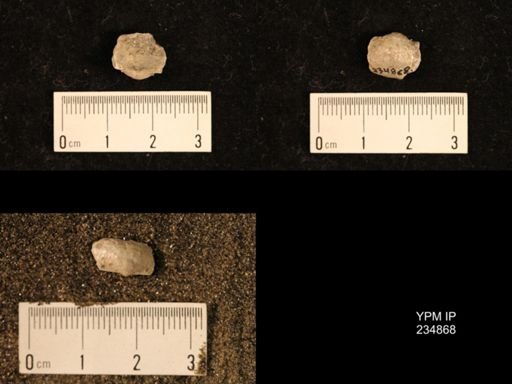 Marginifera fragilis
