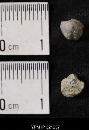 Ambocoelia sp.