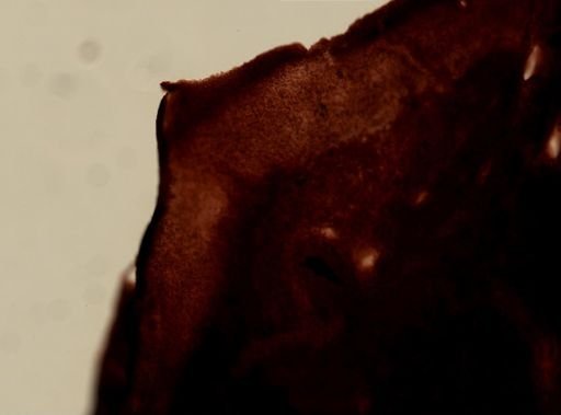 Ianthella sp.