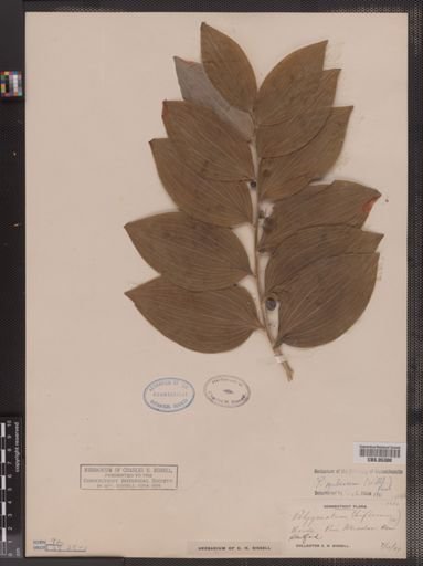 Polygonatum pubescens