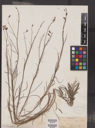 Campanula rotundifolia