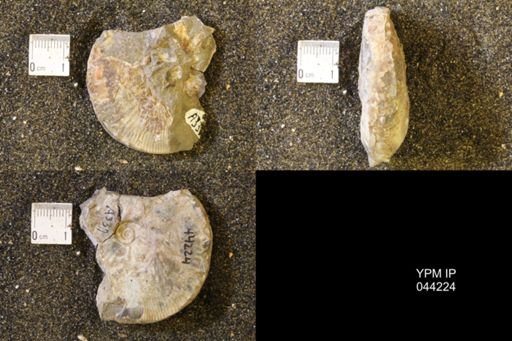 Hoploscaphites comprimus