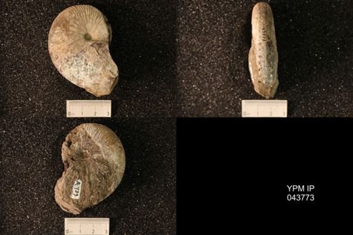 Hoploscaphites nicolletii