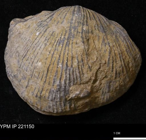 Stropheodonta kemperi