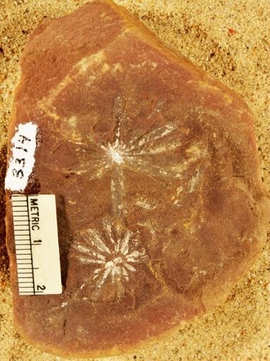 Annularia
