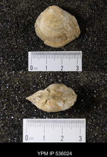 Unio holmesianus