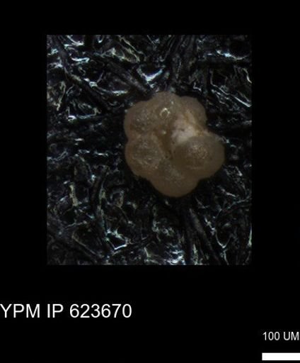 undet. Foraminiferida