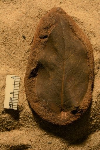 Rhamnus mudgei
