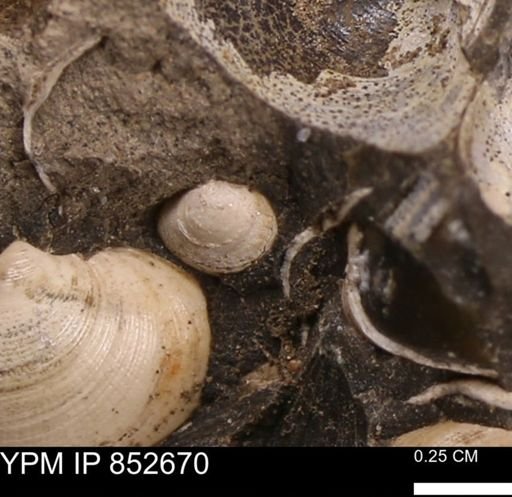 Protocardia