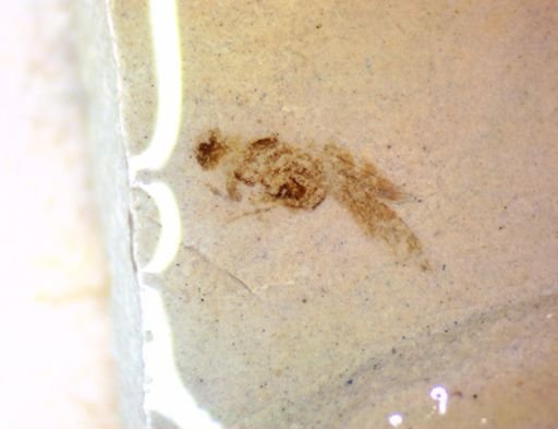 undet. Hexapoda