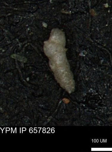 Verneuilinoides kansasensis
