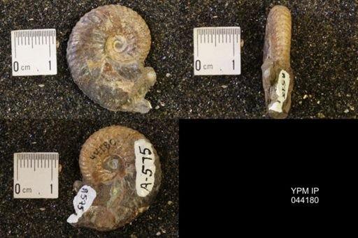 Hoploscaphites nicolletii