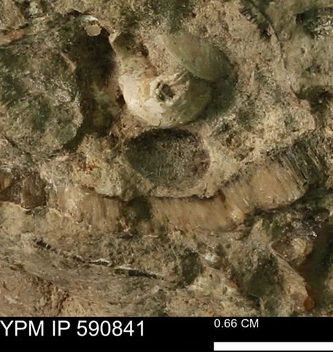 undet. Bivalvia
